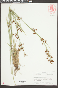 Rhynchospora glomerata image