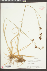 Rhynchospora glomerata image