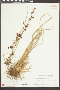 Rhynchospora glomerata image