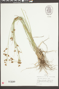 Rhynchospora harveyi image