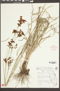 Rhynchospora microcarpa image