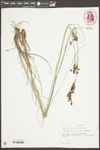 Rhynchospora perplexa image