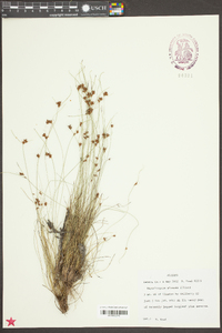 Rhynchospora plumosa image