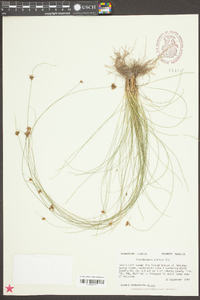 Rhynchospora plumosa image