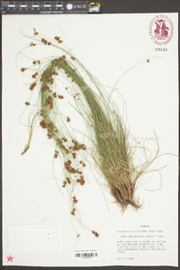 Rhynchospora plumosa image