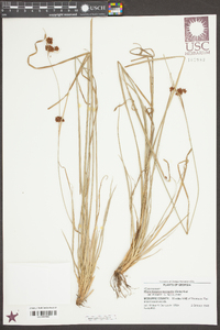 Rhynchospora recognita image