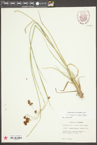 Rhynchospora recognita image