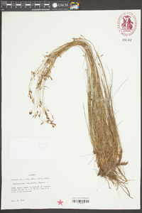 Rhynchospora stenophylla image