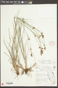 Rhynchospora filifolia image