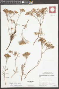 Eriogonum microthecum var. laxiflorum image