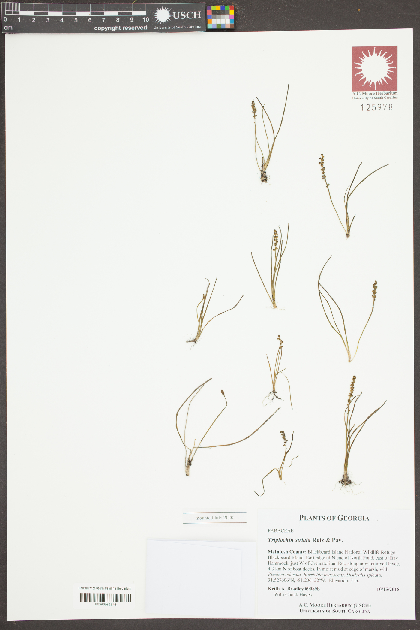 Triglochin striata image