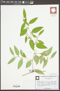 Smilax smallii image