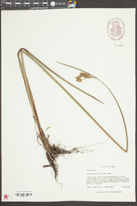 Schoenoplectus etuberculatus image