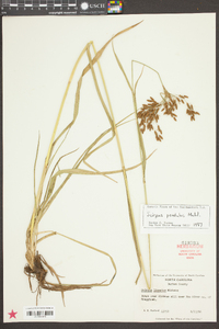 Scirpus pendulus image