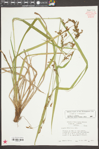 Scirpus divaricatus image