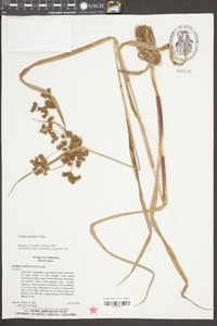 Scirpus expansus image