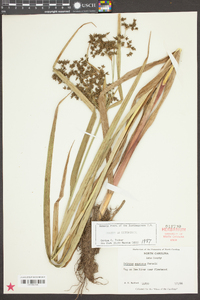 Scirpus expansus image