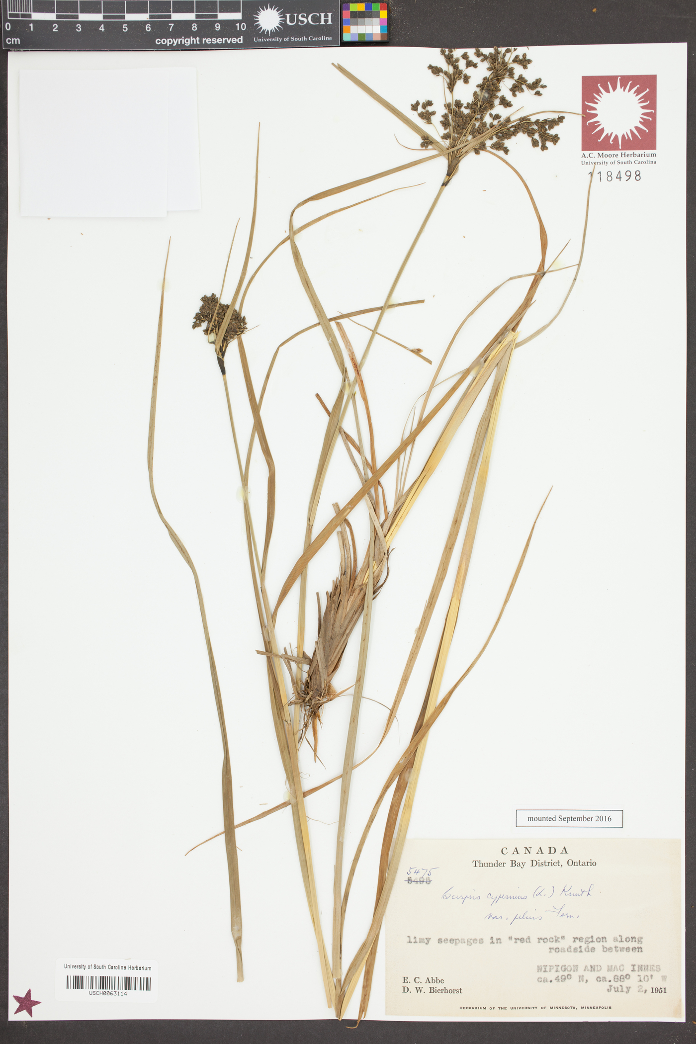 Scirpus cyperinus var. pelius image