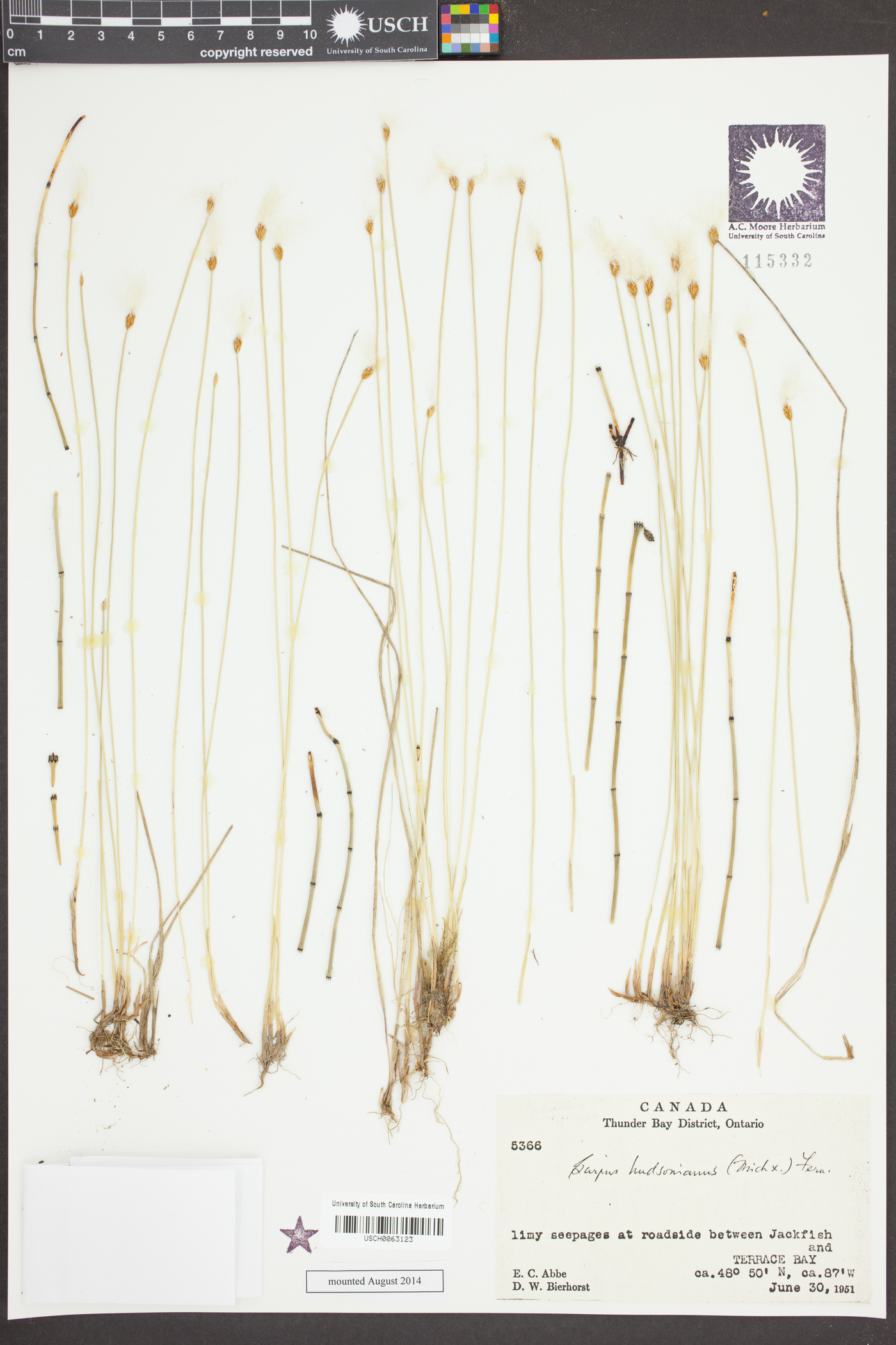 Scirpus hudsonianus image