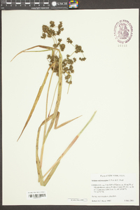 Scirpus microcarpus image