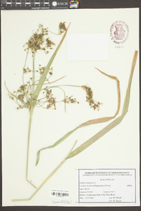 Scirpus sylvaticus image