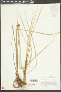Schoenoplectus fluviatilis image