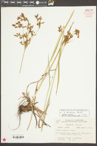 Scirpus pendulus image