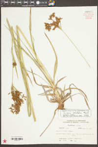 Scirpus pendulus image