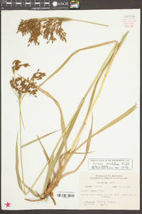 Scirpus pendulus image