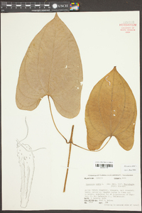 Dioscorea alata image