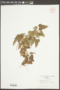 Dioscorea polystachya image