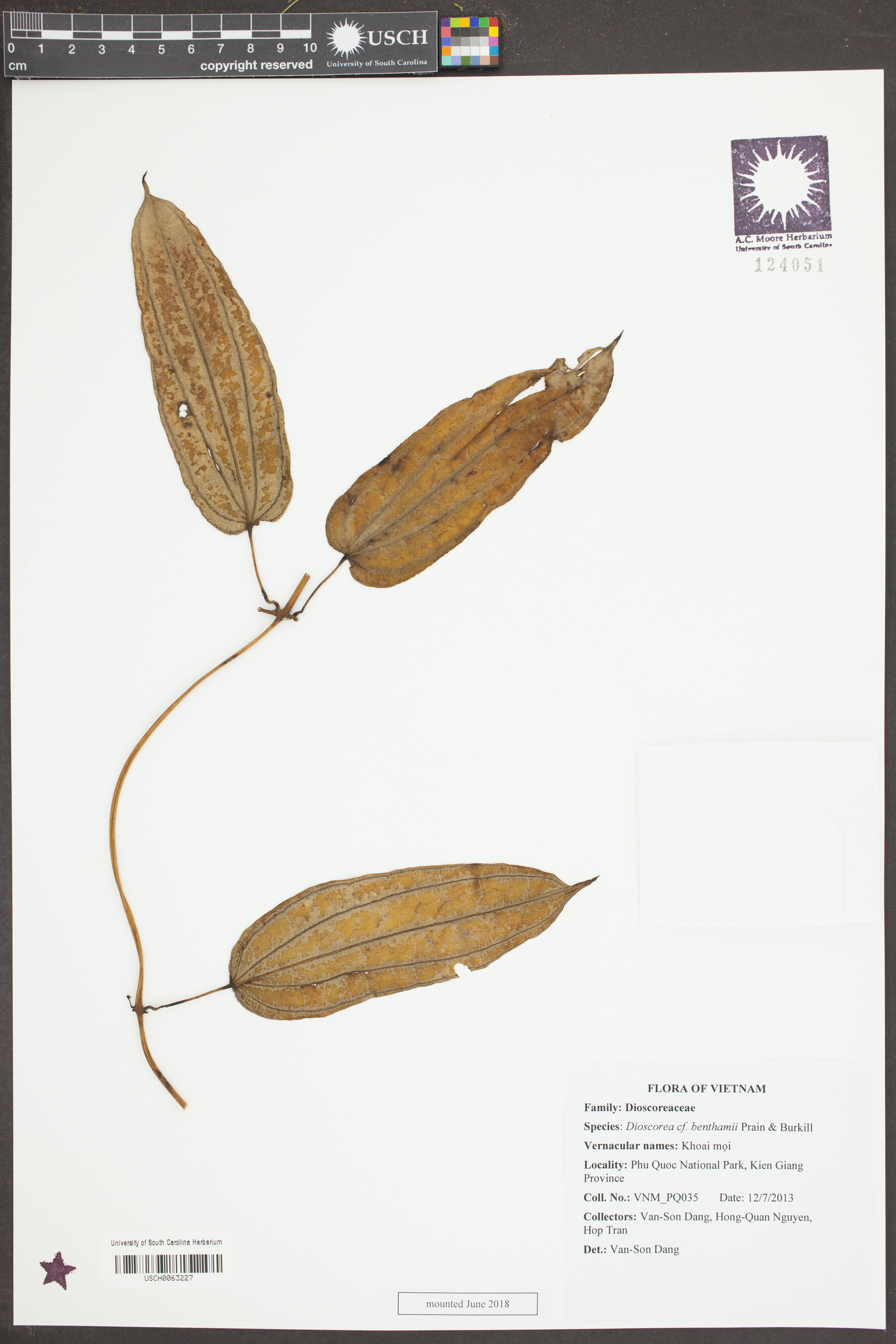 Dioscorea benthamii image