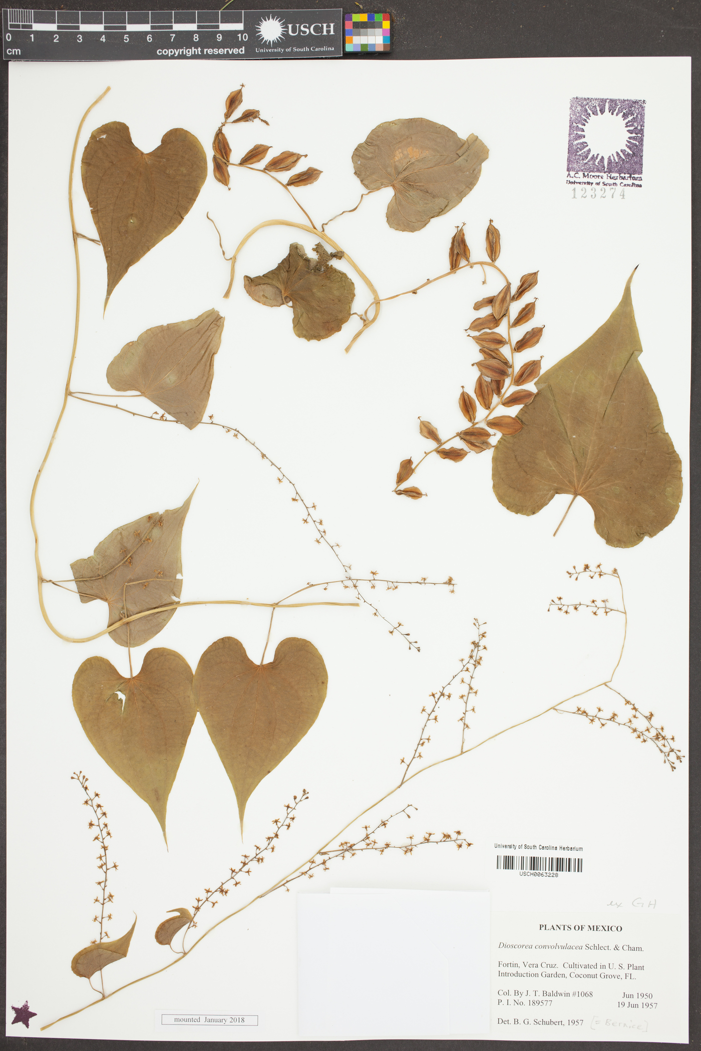 Dioscorea convolvulacea image