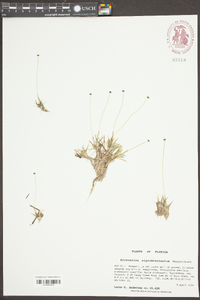 Eriocaulon nigrobracteatum image