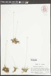 Eriocaulon texense image