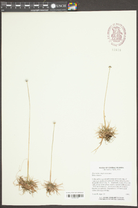 Eriocaulon compressum image