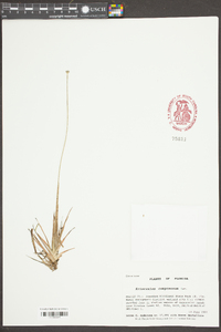 Eriocaulon compressum image