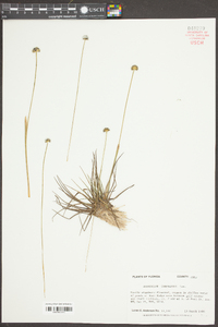 Eriocaulon compressum image