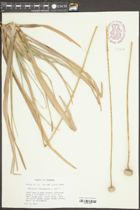 Eriocaulon decangulare image