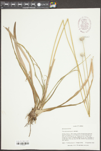 Eriocaulon decangulare image