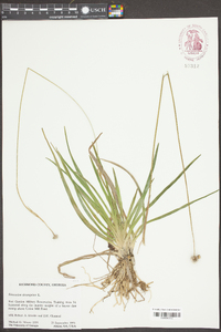 Eriocaulon decangulare image