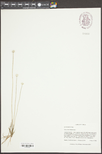 Eriocaulon lineare image