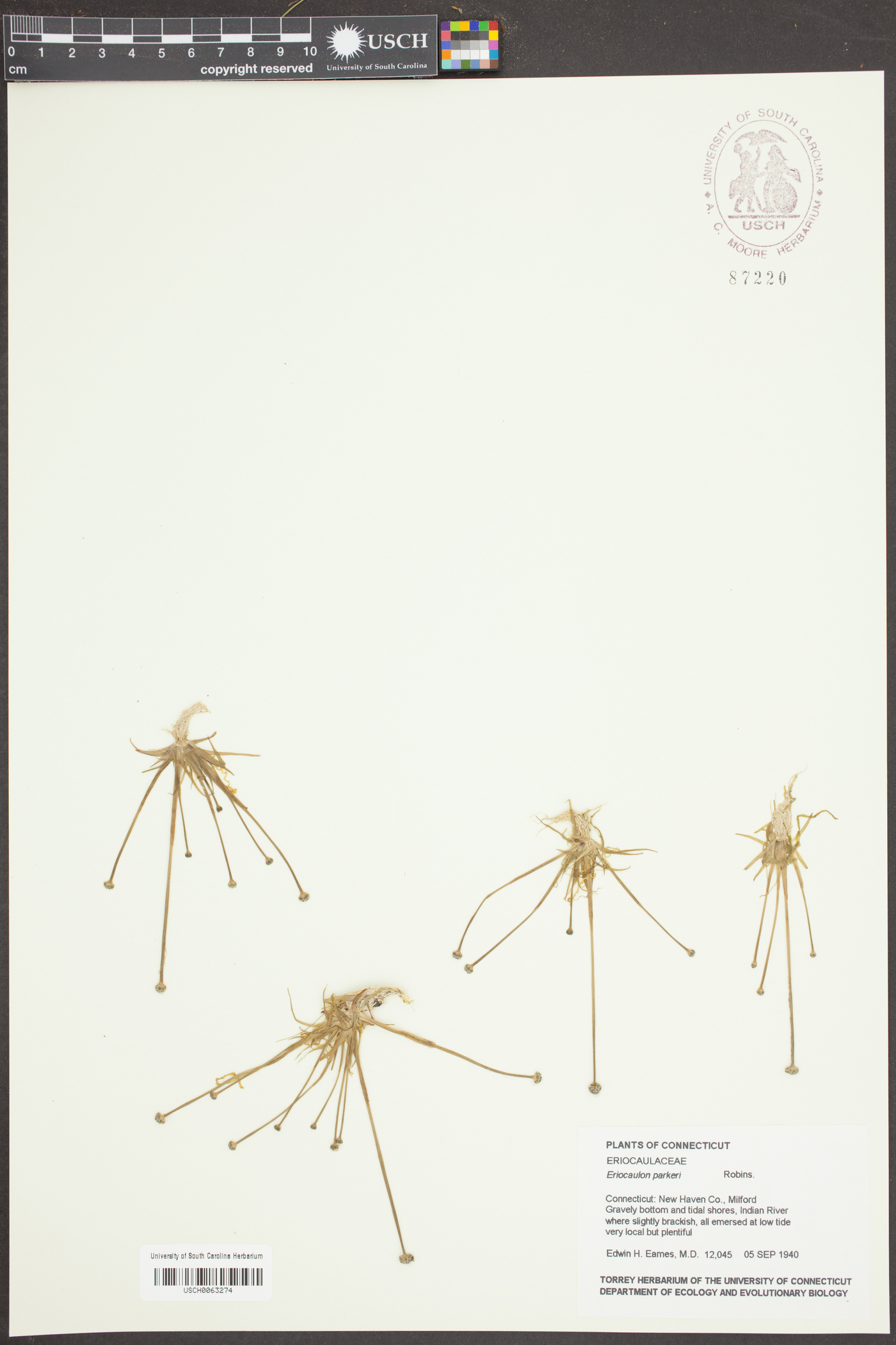 Eriocaulon parkeri image