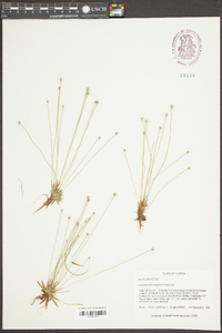 Lachnocaulon digynum image