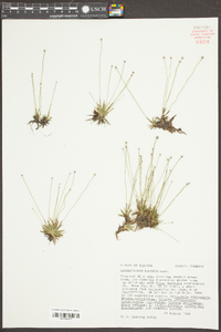 Lachnocaulon digynum image