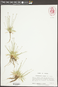 Lachnocaulon anceps image