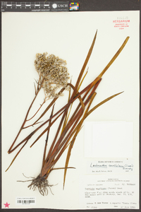 Lachnanthes caroliniana image