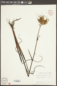 Lachnanthes caroliniana image