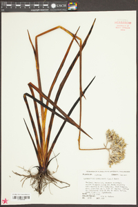 Lachnanthes caroliniana image