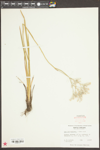 Lophiola americana image